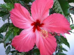 Гибискус Вариегантный цветёт Розовым