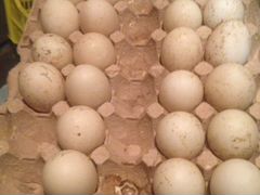 Яйцо микс : индоутки, фавориты, старт53, яйцо кури