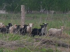 Барашки, овечки на курбан