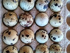 Инкубационное яйцо перепелов пароды Техасцев белых