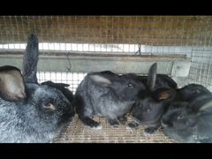 Кролики (Серебро)