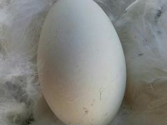 Гусиное инкубационное яйцо. Порода "Крупный Серый"