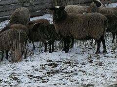 Овцы романовской породы. Козёл Англо Нубийской пор