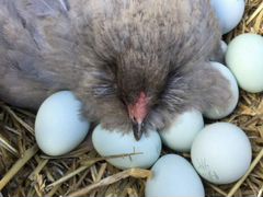 Инкубационное яйцо кур разных пород: Амерауканы