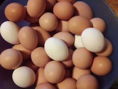 Домашние куриные яйца и индюшечьи