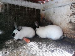 Кролики на откорм