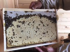 Ранние, качественные пчелопакеты