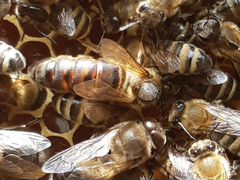 Матки, пчёлы карпатской породы племенные