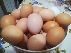 Свежие яйца от домашних курочек. Возможна доставка