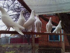 Широкохвостые голуби