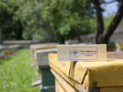Пчесемьи и пчелопакеты от производителя (карпатка)