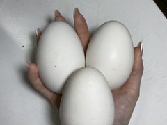 Инкубационные яйца гуси Линда