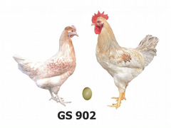 Цыплята доминант GS902 цветное яйцо