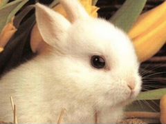 Кролик карликовый беленький
