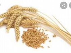 Ячмень, пшеница, зерносмесь, просо, сорго, отруби