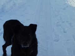 Найдена собака черной окраски