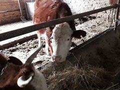 Корова с теленком и другая корова конце марта долж