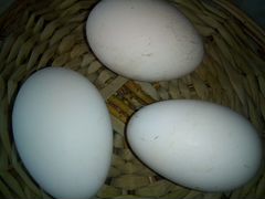 Гусиные домашние яйца