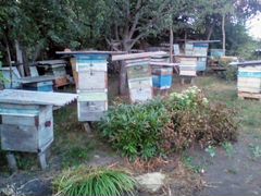 Пчелопакеты и Пчелосемьи 30-40штук