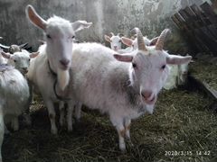 Продаю козы и козлята