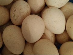 Яйца индюшки