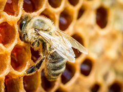 Пчелосемья с пересадкой