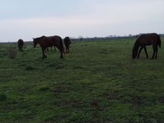 Лошадей