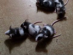 Японские мыши