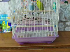 Волнистые попугаи (мальчик, девочка) с клеткой