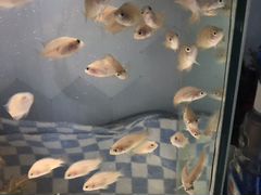 Рыба аквариумная мальки хромисов