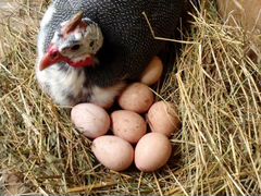 Яйца цесарки инкубационные