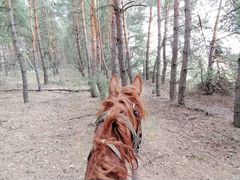 Обучение лошадей любой возраст