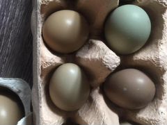 Инкубационные яйцо фазана, цыплята и фазанята