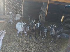 Продаются дойные козы и козлята