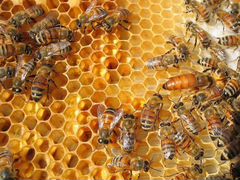 Пчелосемьи и оборудование для добычи мёда