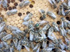 Продам отводки и пчелосемьи породы Карника