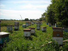 Продам пчелосемьи в комплекте