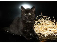 Страйт кошечка - котенок черный окрас, брид класс