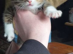 Котята в добрые руки - родились 6 апреля