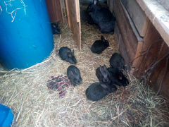 Кролики мясной породы 1.5 месяца
