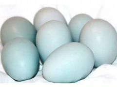 Инкубационное голубое яйцо