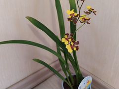 Орхидея онцидиум и многое другое