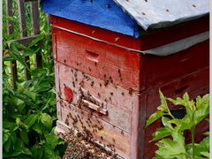 Домики с пчёлами