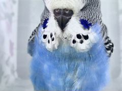 Ввп Чех птенец выставочный волнистый попугай