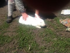 Кролик-производитель Белый паннон и крольчата