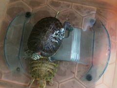 Черепахи 2 шт. + аквариум с мостиком