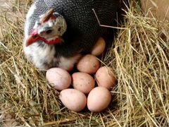 Цесарка инкубационных яиц