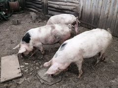 Свиньи на мясо