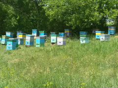 Пчелы и пчелосемьи