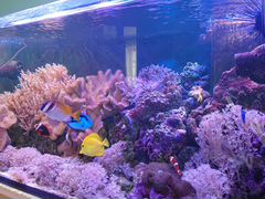 Морской рифовый аквариум